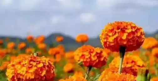 Pure Lutein Powder in Skin Care Solutions